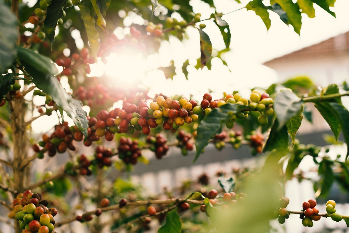 agriculture-berries-blur-1556665