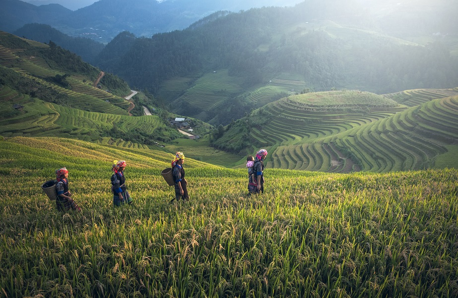 agriculture-countryside-cropland-235925 agriculture-countryside-cropland-235925